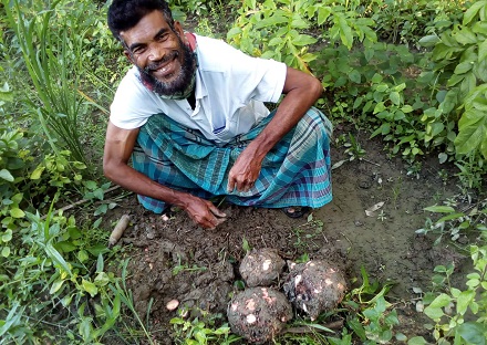 মাদ্রাজি ওলকচু, বানিজ্যিকভাবে চাষ হচ্ছে গোপালগঞ্জে