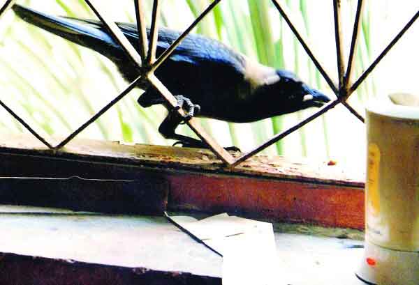 বৃষ্টিভেজা কাকটা