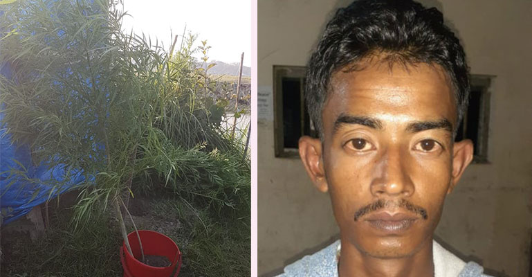 বাড়ির আঙ্গিনায় গাঁজা চাষ. যুবক আটক
