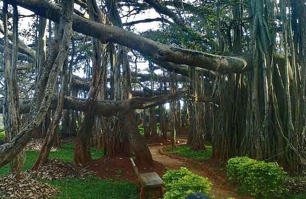 শেখ ফাহমিদা নাজনীন এর কবিতা ‘কত পথ পড়ে আছে’