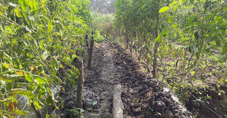 বাগেরহাটে টমেটোতে ব্যক্টেরিয়া জনিত ঢলে পড়া রোগ