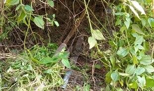 নাটোরে ইউপি নির্বাচনে হামলা, অস্ত্র উদ্ধার, এজেন্ট বহিষ্কার, আটক ১