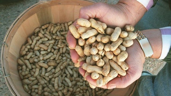 কাঁচা বাদাম না ভাজাতে কোনটিতে বেশি পুষ্টি?