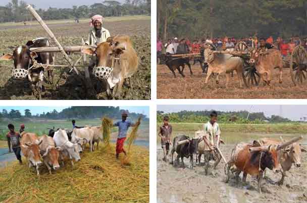 হারিয়ে যাচ্ছে গরুদিয়ে হালচাষ-ফসল মাড়াই ও দৌড় প্রতিযোগিতা