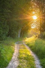 শেখ ফাহমিদা নাজনীনের কবিতা 'এ পথটা'