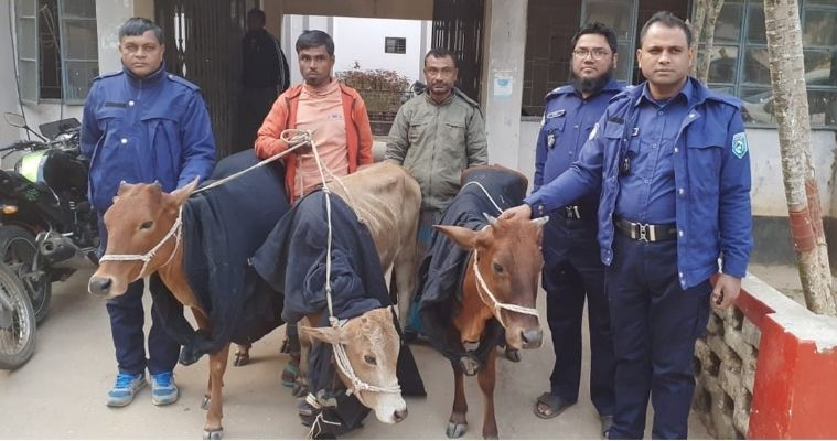 ঘোড়াঘাটে তিনটি গরু সহ ২ জন আটক