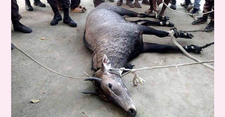 আবারো ঠাকুরগাঁওয়ে নীলগাই উদ্ধার