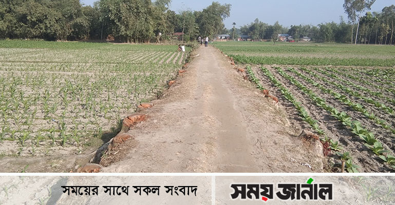 হাতীবান্ধায় ইউপি সদস্যের বিরুদ্ধে গাছ কাটার অভিযোগ