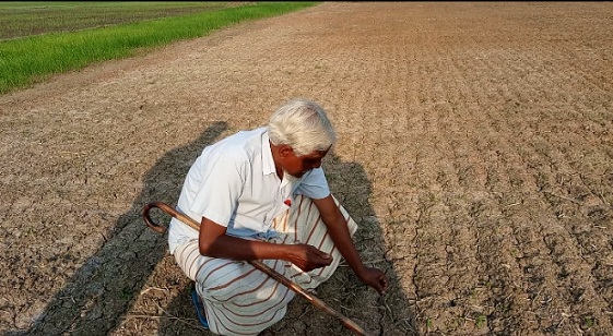 ফরিদপুরে মুক্তিযোদ্ধার পেঁয়াজের চারা নষ্ট করে দিয়েছে দুর্বৃত্তরা