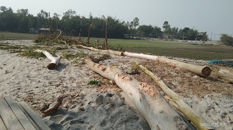 হাতীবান্ধায় নবনির্বাচিত ইউপি সদস্য’র বিরুদ্ধে রাস্তার গাছ কাটার অভিযোগ