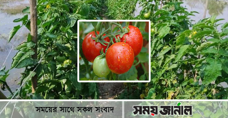 টমেটো চাষে বদলে গেছে রূপসার ২৮ গ্রামের চিত্র
