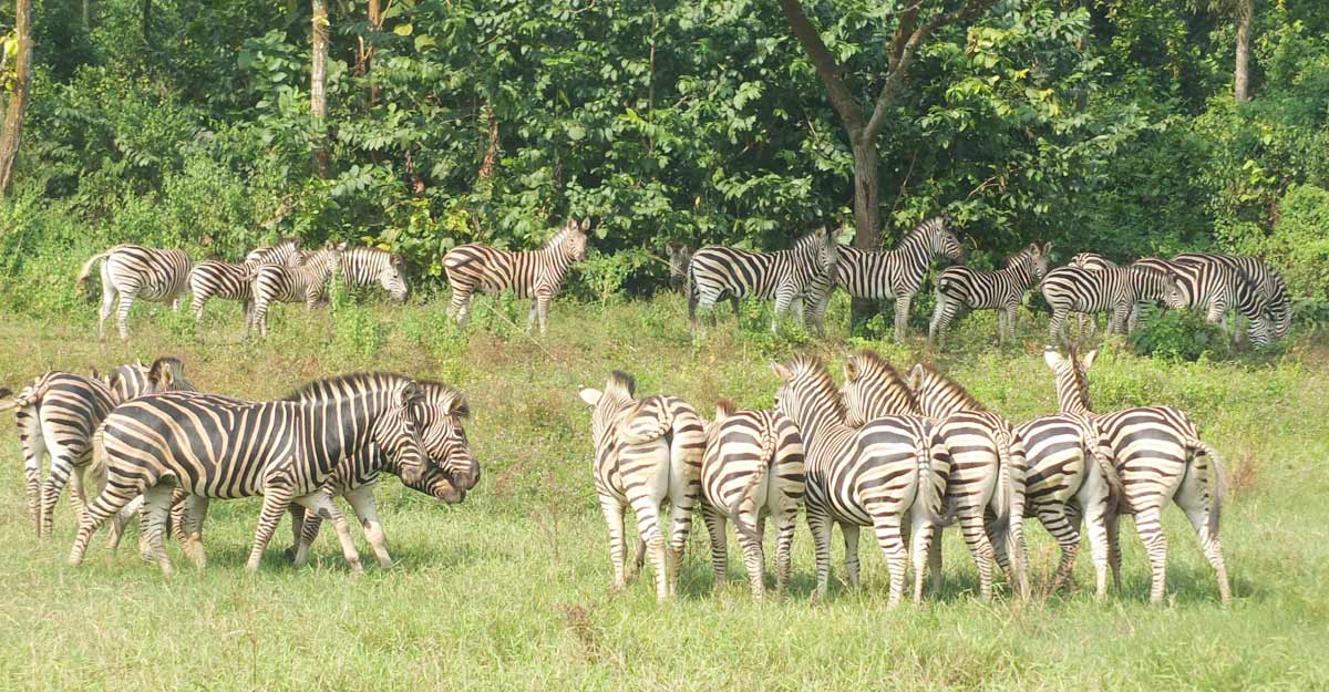 ৯ জেব্রার মৃত্যুর কারণ জানাল সাফারি পার্ক কর্তৃপক্ষ