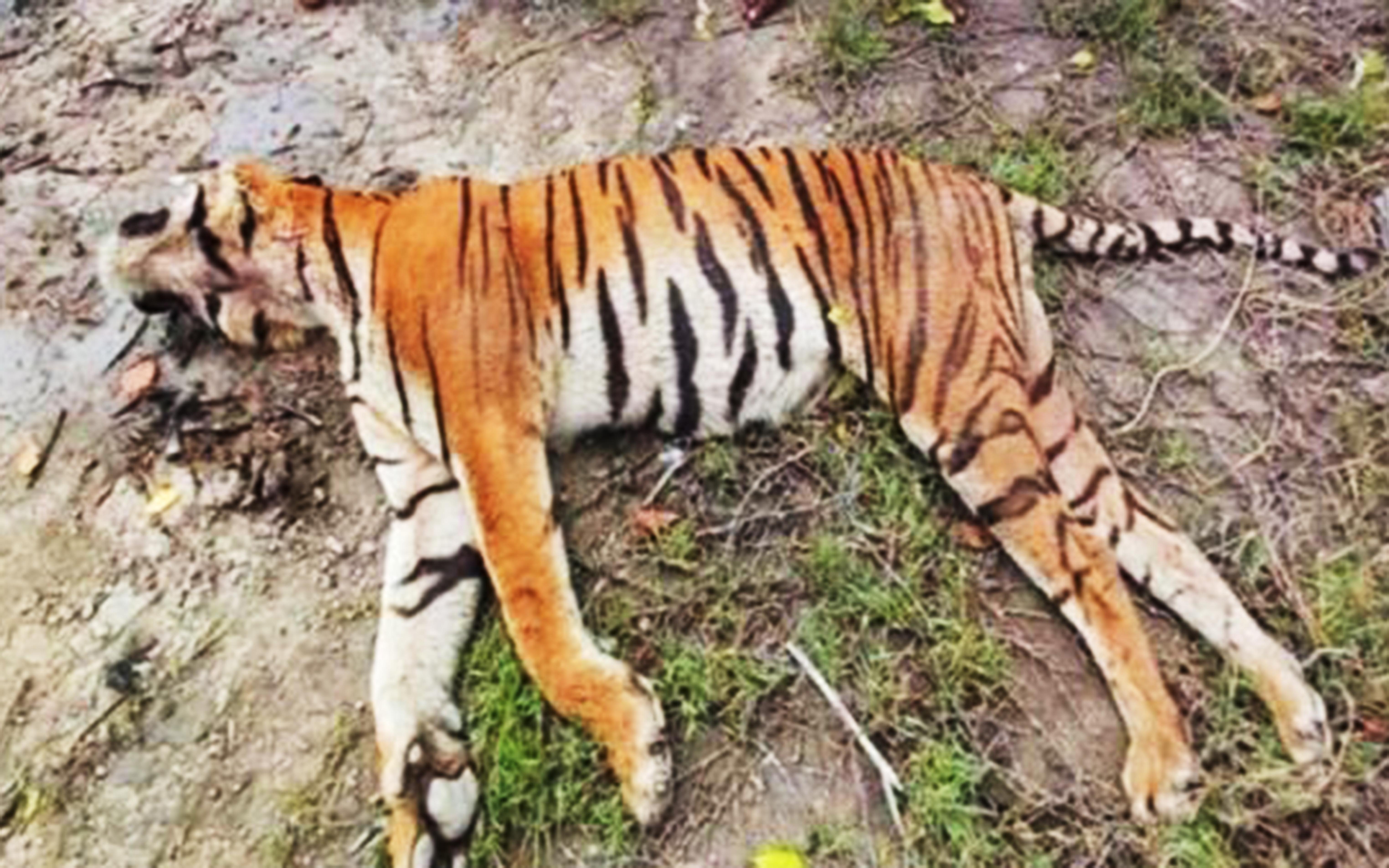 সুন্দরবনের খাল থেকে বাঘের মরদেহ উদ্ধার