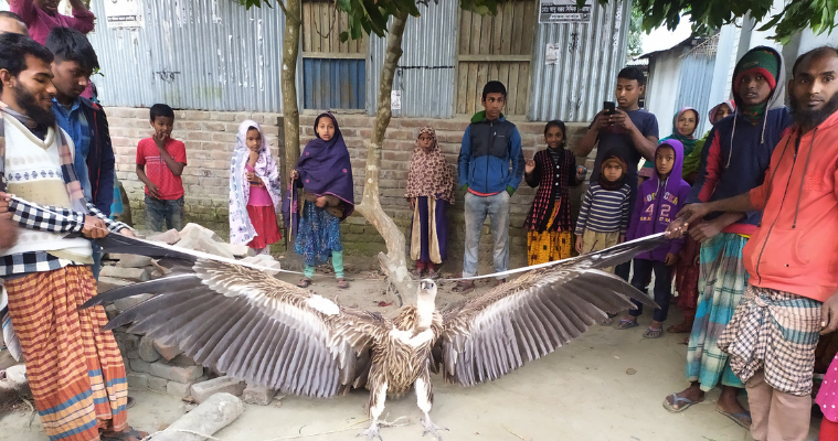 উলিপুরে বিপন্ন প্রজাতির শকুন উদ্ধার