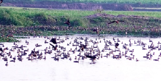 পরিযায়ী পাখির কলতানে মুখরিত গাংনীর মাইলমারী পদ্মবিল