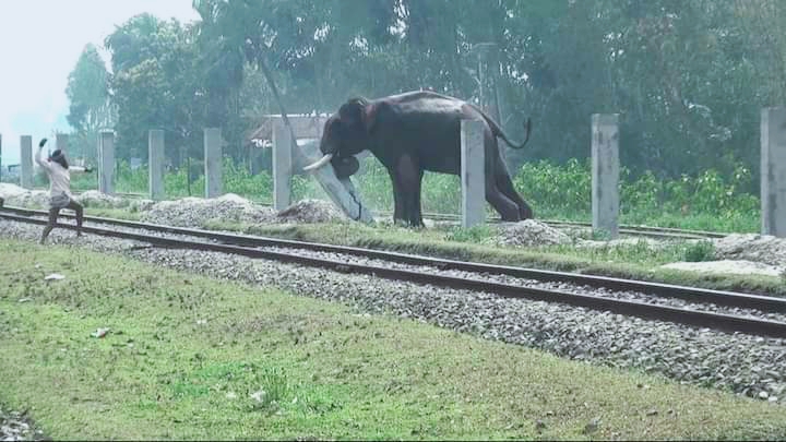 নারী সঙ্গীর খোঁজে শেকল ছিঁড়ে তাণ্ডব চালালো সার্কাসের হাতি