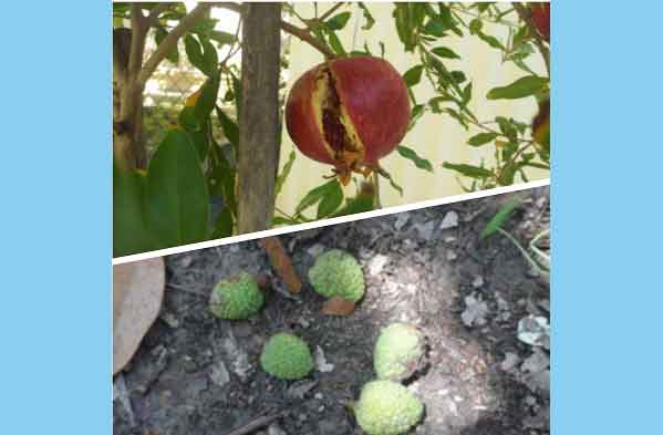 অপরিপক্ব ফল ঝরে পড়ার কারণ ও প্রতিকার