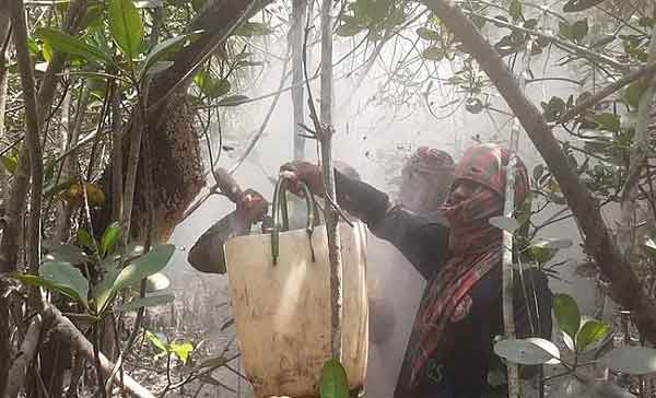 সুন্দরবনের সাতক্ষীরা রেঞ্জে ১৫ মার্চ থেকে মধু সংগ্রহ শুরু