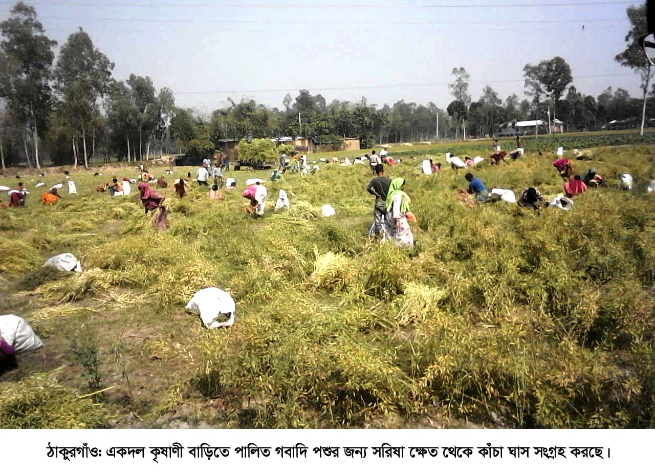 বিকল্প গো খাদ্য সংগ্রহে কৃষাণীদের ব্যস্ততা