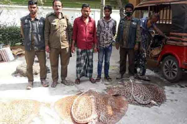 বাগেরহাটে আহরণ নিষিদ্ধ ৭ মন শাপলাপাতা মাছ উদ্ধার, আটক ২