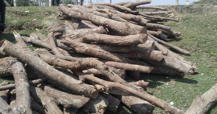 রফিজ স্মৃতি মাধ্যমিক বিদ্যালয়ের গাছ আত্মসাতের অভিযোগ