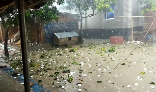 ঠাকুরগাঁওয়ে শিলাবৃষ্টিতে ফসলের ব্যাপক ক্ষতি, আহত ১
