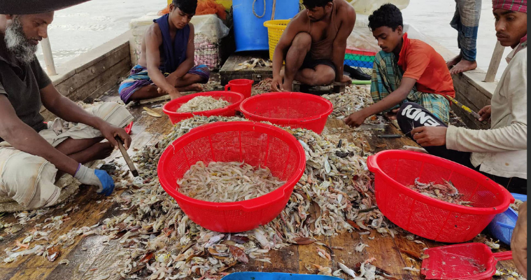 সুন্দরবনে চিংড়ি জালে সর্বনাশ!