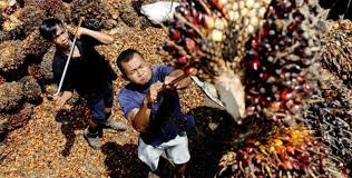 পাম তেল রপ্তানির নিষেধাজ্ঞা তুলে নিচ্ছে ইন্দোনেশিয়া