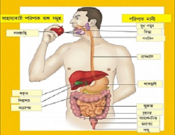 শরীরের অঙ্গ প্রত্যঙ্গকে আতঙ্কিত করবেন না