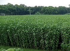 ফরিদপুরের মধুখালীতে বাম্পার ফলন পাটের