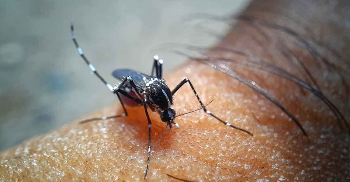 এক দিনে ২৪ ডেঙ্গু রোগী হাসপাতালে ভর্তি