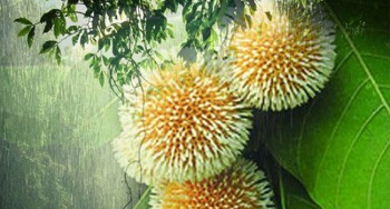 বাদল দিনের প্রথম কদম ফুল, বর্ষার আগমন