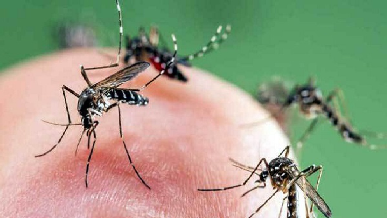 মশা দূর করার উপায়