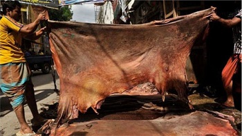 চামড়া কিনতে ঋণ দিচ্ছে রাষ্ট্রায়ত্ত ব্যাংক
