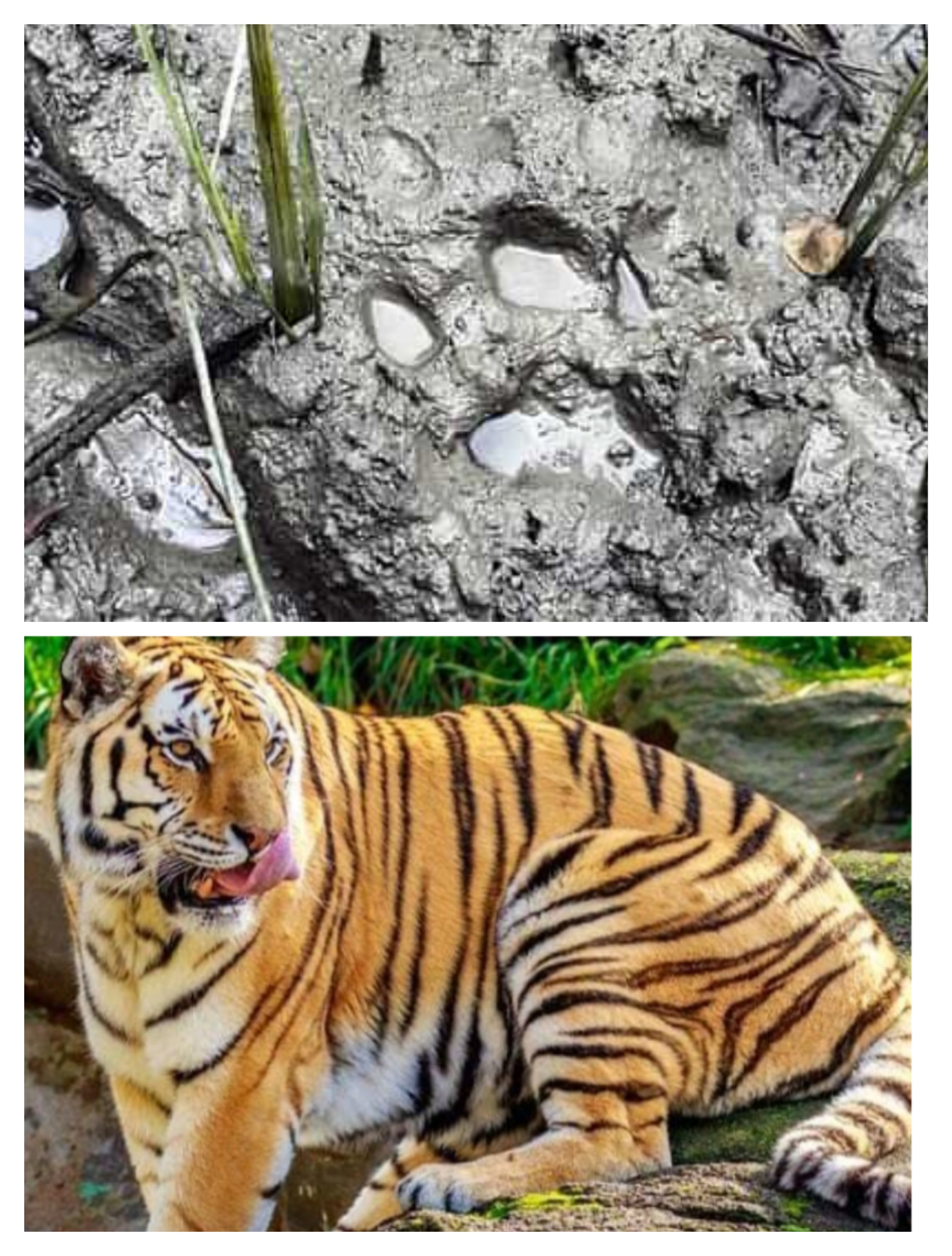 সুন্দরবনের বাঘ লোকালয়ে , লোকজন আতঙ্কে