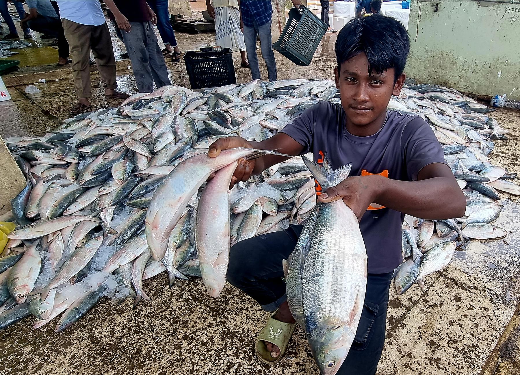 সাগরে ইলিশ ধরা পড়ছে ভালোই, তবে বড় নয়
