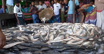 এক নৌকায় ধরা পড়েছে ২৩ লাখ টাকার ইলিশ