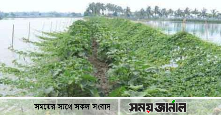 মাছের ঘেরের বেড়িবাঁধে সবজি চাষে বৈপ্লবিক পরিবর্তন এসেছে সাতক্ষীরায়
