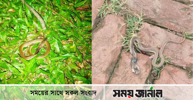 বেগম রোকেয়া বিশ্ববিদ্যালয়ে সাপ আতঙ্ক