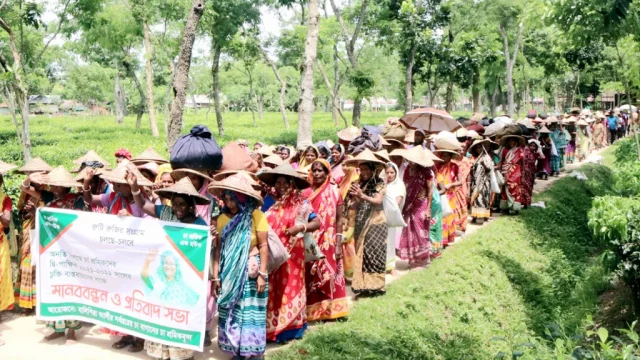দৈনিক ৩০০ টাকা মজুরির দাবিতে সিলেটে চা শ্রমিকদের আন্দোলন