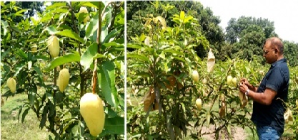 দেশে প্রথম অতি ঘণ পদ্ধতিতে আম চাষ