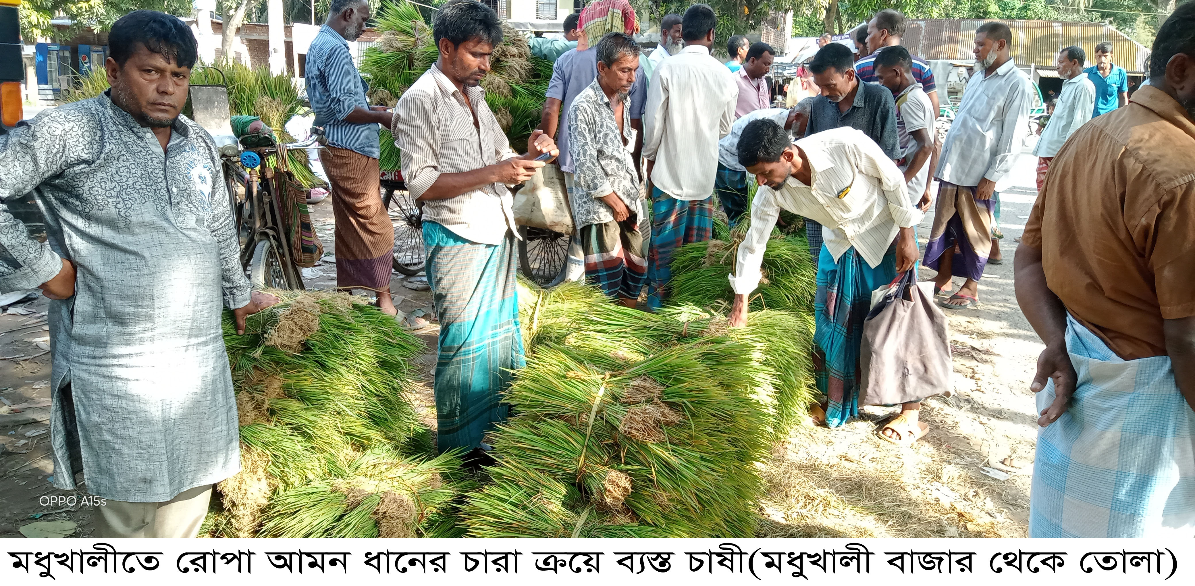 ফরিদপুরের মধুখালীতে রোপা আমন চারা রোপনে ব্যস্ত সময় পার করছে  চাষীরা