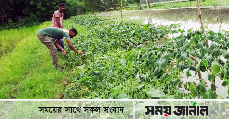 মোরেলগঞ্জে একশ’ হেক্টর জমির সবজির ক্ষতির সম্ভাবনা: চাষিরা দিশেহারা