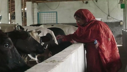 দুটি গরু দিয়ে শুরু, এখন ১১৫ শতাংশ জমিতে হাঁস, মুরগী ও মাছের খামার