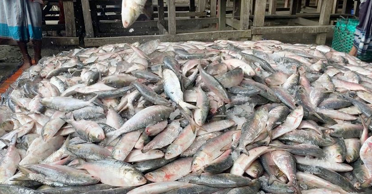 এক ট্রলারে ধরা পড়ল ৫৯ মণ ইলিশ, ১৩ লাখে বিক্রি
