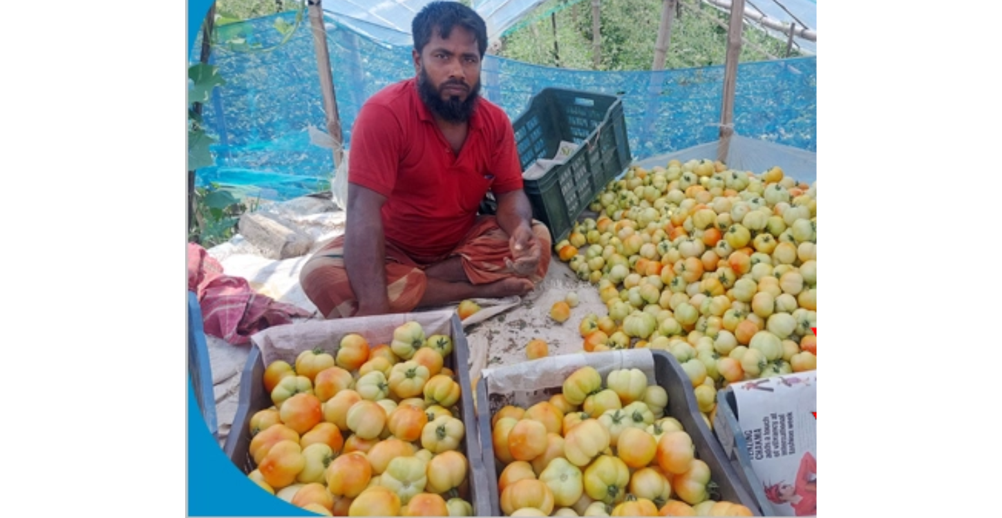 বেশি লাভজনক হওয়ায় সাতক্ষীরায় গ্রীষ্মকালীন টমেটো চাষে কৃষকদের আগ্রহ বাড়ছে