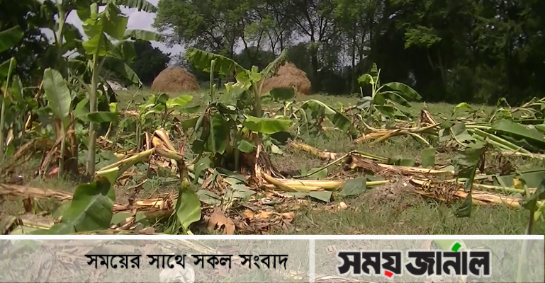 ফরিদপুরের দুর্গম চরে কলা বাগান নষ্ট করে জমি দখলের অভিযোগ