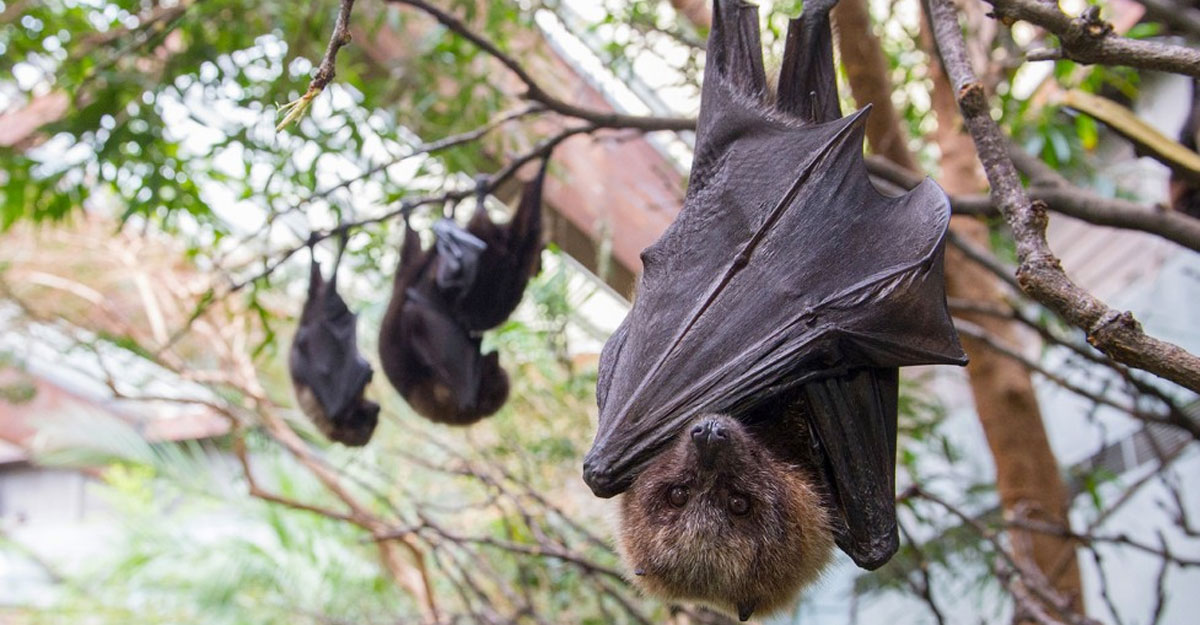 করোনার পর এবার বাদুড় থেকে ছড়াচ্ছে নতুন এক ভাইরাস, নাম রাখা হয়েছে খোস্টা-২