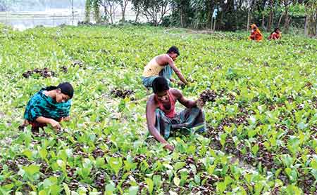 বৈরী আবহাওয়া: লক্ষ্মীপুরের সবজি চাষিদের মাথায় হাত