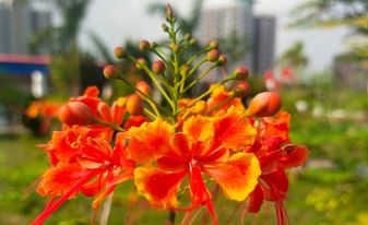 ডিআইইউ ক্যাম্পাস যেন ফুলের স্বর্গরাজ্য